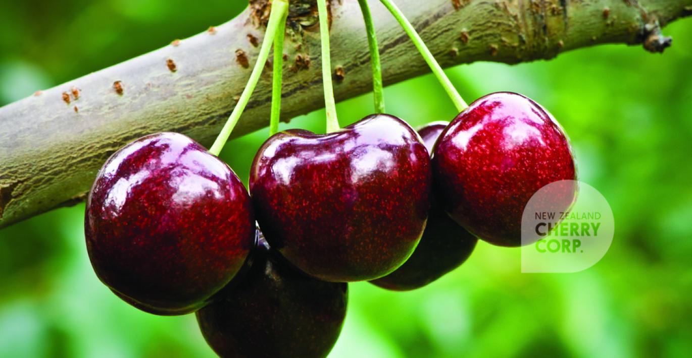 Cherry Varieties & Cherry Season NZ New Zealand Cherry Corp