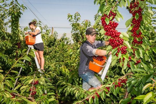 Jobs NZ Cherry Corp3